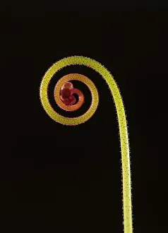 Shape Prints: Rosy sundew (Drosera hamiltonii) curled flower bud, studio environment