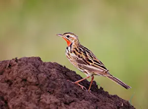 Motacillidae Prints: Rosy-throated longclaw (Macronyx ameliae) male