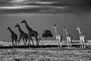 Rothschild giraffes (Giraffa camelopardalis rothschildi), three walking in shade and three walking in light