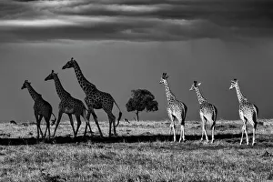 Three Prints: Rothschild giraffes (Giraffa camelopardalis rothschildi)
