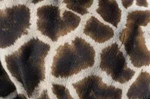 Animal Pattern Gallery: Rothschilds giraffe (Giraffa camelopardalis rothschildi) close up of young calf skin pattern