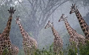 Rothschilds giraffe (Giraffa camelopardalis rothschildi), Murchison Falls National Park