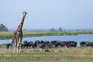 Animal Markings Prints: Rothschild's giraffe (Giraffa camelopardalis rothschildi)