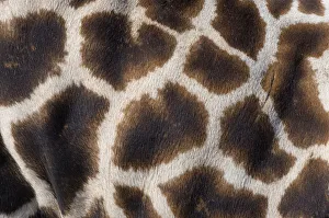 Part Of Prints: Rothschilds giraffe (Giraffa camelopardalis rothschildi) close up of young calf skin pattern