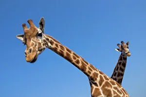 Faces Prints: Rothschild's giraffe (Giraffa camelopardalis rothschildi) two curious giraffes looking down
