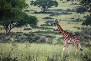 Animal Markings Prints: Rothschild's giraffe (Giraffa camelopardalis rothschildi) walking across savanna landscape