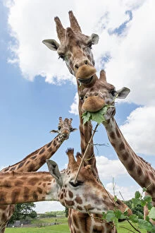 Stretching Gallery: Rothschilds giraffes (Giraffa camelopardalis rothschildi), feeding on leaves