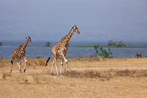 Animal Markings Prints: Two Rothschild's giraffes (Giraffa camelopardalis rothschildi) walking over dry grassland with lake behind