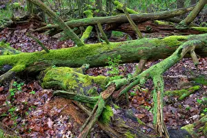 Damp Prints: Rotting dead wood, natural regeneration of the forest