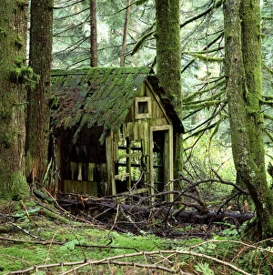 Abandoned Gallery: Rotting wooden shed covered in moss, Washington State, USA