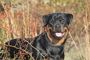 Images Dated 30th October 2014: Rottweiler in autumnal vegetation with berries, Madison, Connecticut, USA