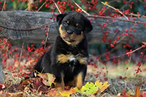 Eastern Usa Prints: Rottweiler puppy portrait, Haddam, Connecticut, USA. December