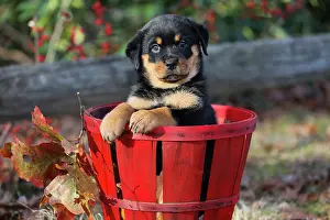 Adorable Prints: Rottweiler puppy sitting in a basket, portrait, Haddam, Connecticut, USA. December