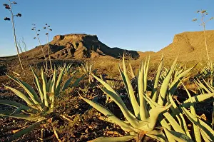 Asparagaceae Prints: Rough agave (Agave asperrima) in the Chihuahuan desert
