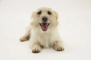 Enthusiasm Prints: Rough coated Jack Russell Terrier, tan and white, lying down, panting