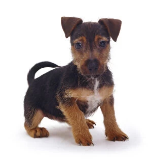 2012 Highlights Collection: Rough coated Jack Russell Terrier puppy, black and tan, portrait