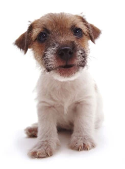 Animal Theme Gallery: Rough coated Jack Russell Terrier puppy, black, tan and white, portrait