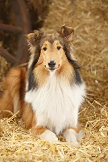 Agricultural Building Gallery: Rough Collie, bitch, 9 months in straw