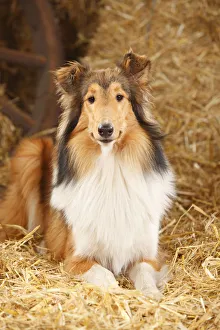 Images Dated 23rd May 2013: Rough Collie, bitch, 9 months in straw