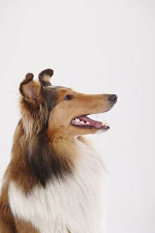 Images Dated 28th January 2014: Rough Collie, sable-white male, portrait against white background