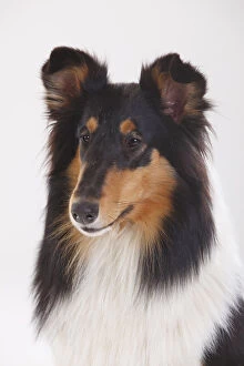 Animal Ears Gallery: Rough Collie, tricolour bitch portrait against white background