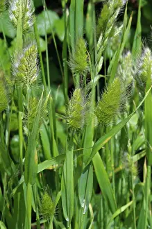 Lilianae Prints: Rough dog's-tail (Cynosurus echinatus), St Mary's, Isles of Scilly, UK. May