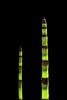 Black Background Prints: Rough horsetail (Equisetum hyenale) in cultivation. Focus stacked image