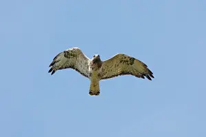Underside Prints: Rough-legged buzzard (Buteo lagopus) in flight, Varanger, Norway. July
