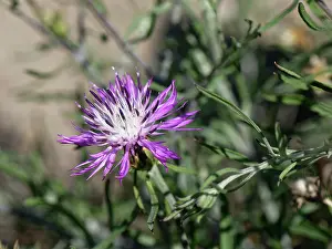 Asterales Prints: Rough star-thistle (Centaurea aspera) flowering
