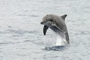 Rough-toothed dolphin (Steno bredanensis) porpoising, El Hierro, Canary Islands