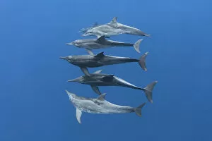 Images Dated 9th March 2017: Rough-toothed dolphins (Steno bredanensis) small group swimming at depth. Vavaa┬Ç┬Öu, Tonga