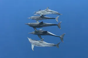 Tony Wu Prints: Rough-toothed dolphins (Steno bredanensis) small group swimming at depth. Vavaau, Tonga