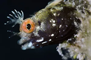 Blennies Prints: Roughhead blenny (Acanthemblemaria aspera) male portrait. This species is very small