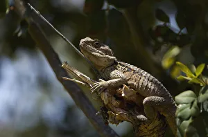Peter Lilja Prints: Roughtail rock agama / Stellion (Agama stellio) on branch, Akamas Peninsula, Cyprus