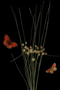 Butterflies Prints: Round headed club rush (Scirpus holoschoenus) with Heath fritillary butterfly (Melitaea athalia)