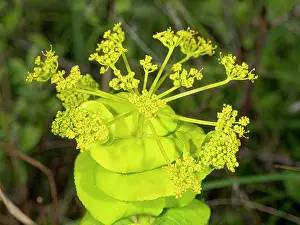 Umbelliferae Prints: Round- leaved Alexanders (Smyrnium perfoliatum rotundifolium) in flower