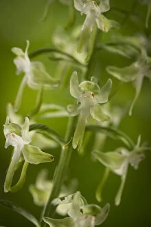 Nick Hawkins Gallery: Round-leaved orchis (Habenaria orbiculata) flowers, New Brunswick, Canada, July