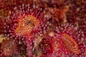Images Dated 2nd July 2011: Round-leaved sundew (Drosera rotundifolia) with insect caught in leaves, growing in sphagnum moss