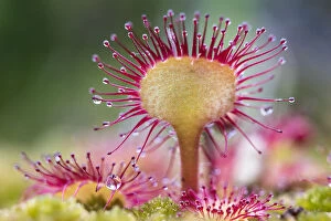 Alps Gallery: Round-leaved sundew (Drosera rotundifolia) showing sticky droplets on the end of