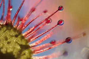 Red Prints: Round-leaved sundew (Drosera rotundifolia) backlit at sunset. Isle of Mull, Scotland