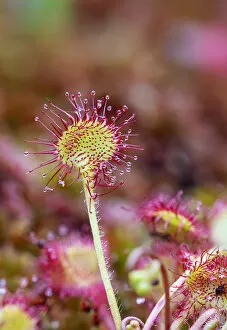 2019 December Highlights Collection: Round-leaved sundew (Drosera rotundifolia), close up