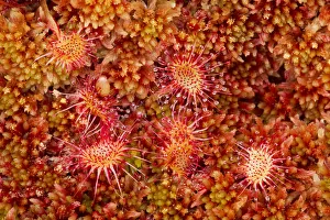 Round-leaved sundew (Drosera rotundifolia) growing in Sphagnum moss, Flow Country