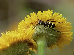 Rhinotia Prints: Round-necked longhorn beetle (Clytus rhamni) feeding on Mediterranean fleabane (Pulicaria odora) flowers