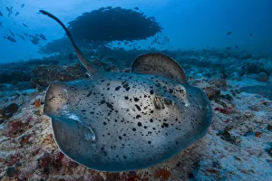 2018 August Highlights Prints: Round ribbontail ray (Taeniura meyeni) South Ari Atoll, Maldives. Indian Ocean