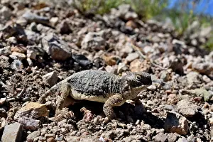Southwest Usa Prints: Round-tailed horned lizard (Phrynosoma modestum) on dry ground