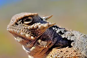 Southwest Usa Prints: Round-tailed horned lizard (Phrynosoma modestum) head portrait