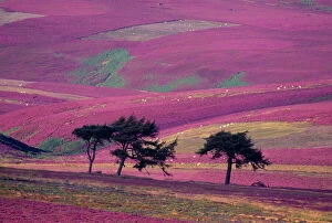 Purple Gallery: Row of Larch trees on flowering heather moorland, Lammermuir Hills, Berwickshire, Scotland