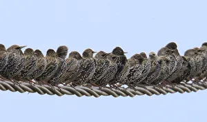 Row of Starlings (Sturnus vulgaris) perched on wire. Marais Breton, Vendee Row of Starlings (Sturnus vulgaris) perched on wire. Marais Breton, Vendee