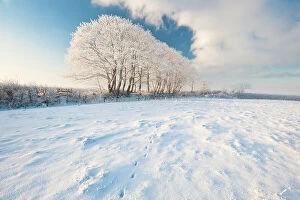 Images Dated 22nd December 2010: Row of trees, after hoar frost, early morning light, nr Bradworthy, Devon, Uk
