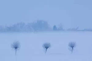 Row of three trees in snow, Groot Schietveld, Wuustwezel, Belgium, January 2010